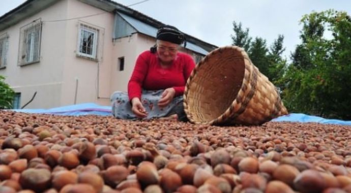 Fındık fiyatları uçtu Fındık fiyatları uçtu