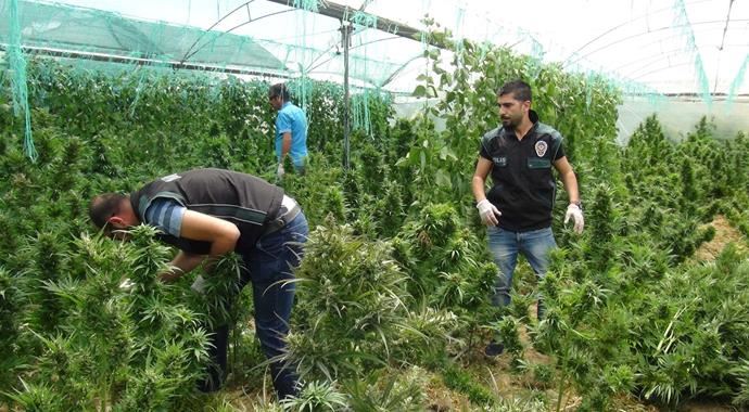 Fasulye değil uyuşturucu serası Fasulye değil uyuşturucu serası