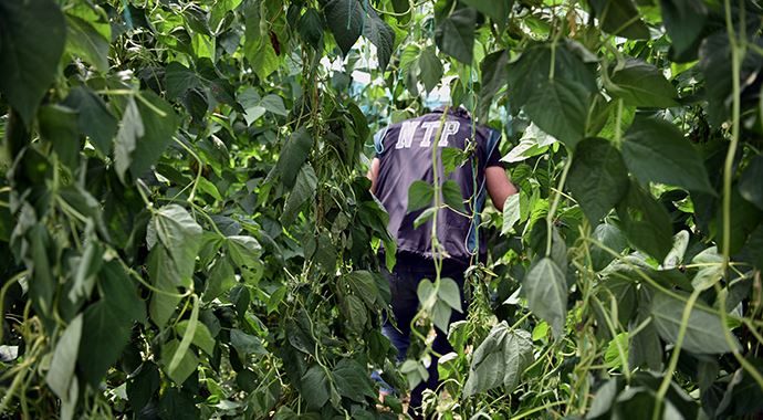 Serada fasulye yerine Hint keneviri yetiştirmişler Serada fasulye yerine Hint keneviri yetiştirmişler