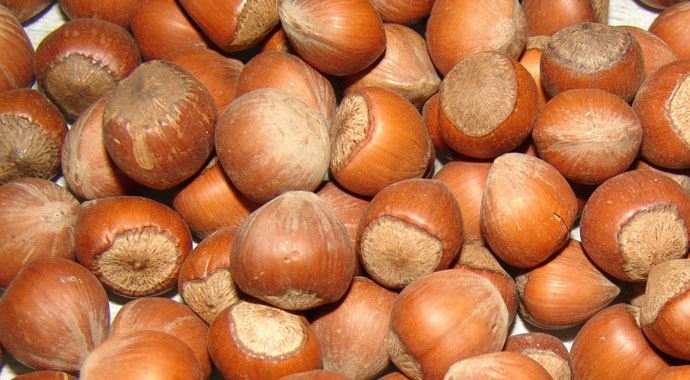 Uğur Cörüt fındığın kilosunun nedenini değerlendirdi
