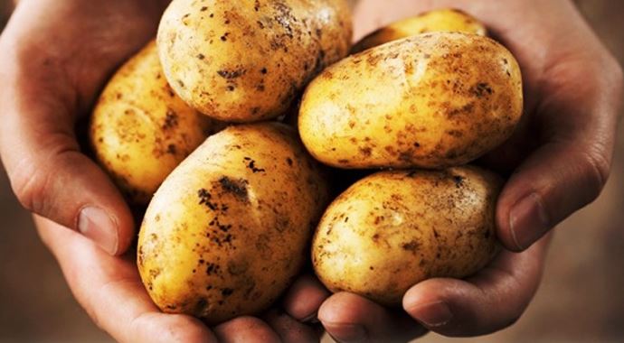 Patatesin fiyatı 1.90'a kadar düştü Patatesin fiyatı 1.90'a kadar düştü