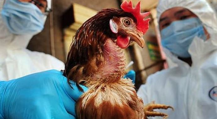 Türkiye kuş gribinden nasibini aldı Türkiye kuş gribinden nasibini aldı