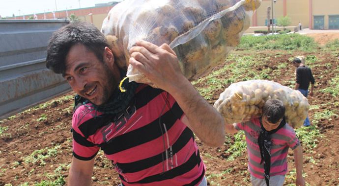 Kilosu 5 lira işçi tonunu 10 liraya taşıyor
