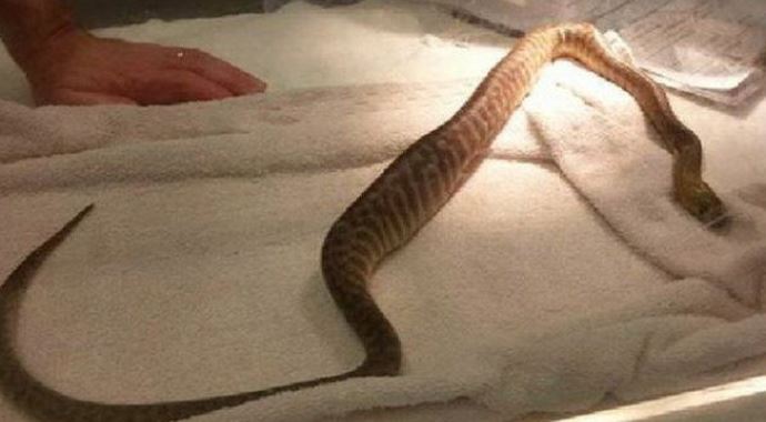 Evcil piton yanlışlıkla barbekü maşasını yuttu Evcil piton yanlışlıkla barbekü maşasını yuttu