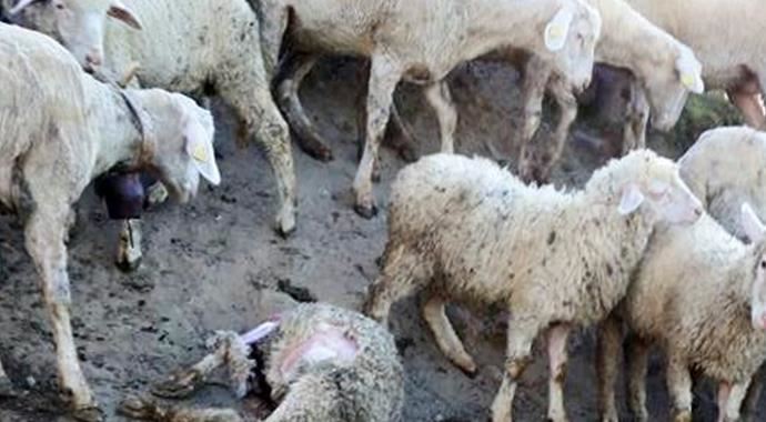 Borcu bitmek üzere olan koyunları kurt kaptı Borcu bitmek üzere olan koyunları kurt kaptı