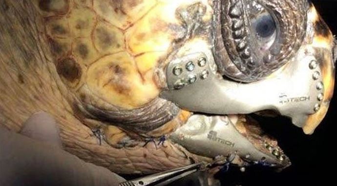Caretta carettaya 3D çene protezi Caretta carettaya 3D çene protezi