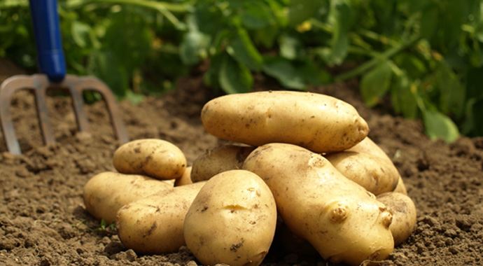 Patates fiyatları düşüyor! Patates fiyatları düşüyor!