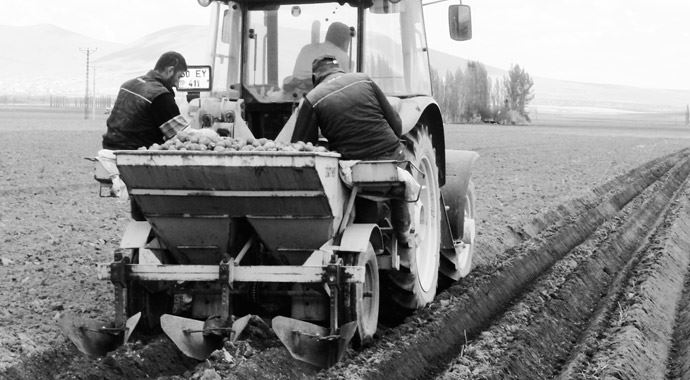 Bu yıl herkes patates ekecek Bu yıl herkes patates ekecek