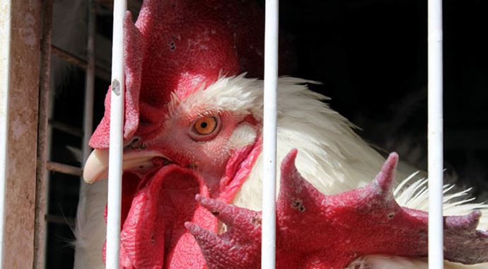 Dar gelirli vatandaş canlı tavuğa yöneliyor Dar gelirli vatandaş canlı tavuğa yöneliyor