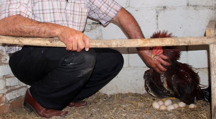 Bu horoz, tavuk gibi kuluçkaya yatıyor