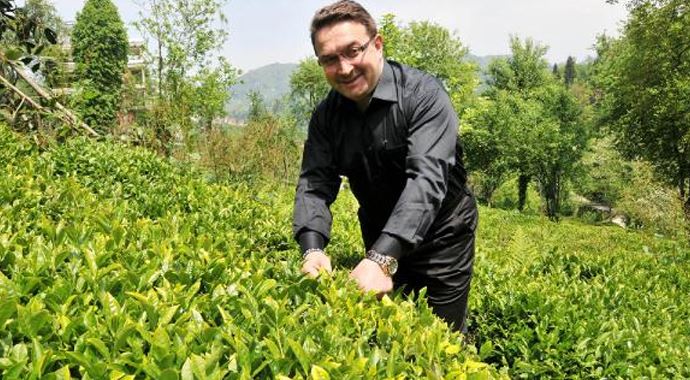 Çayda yüksek rekolte beklentisi