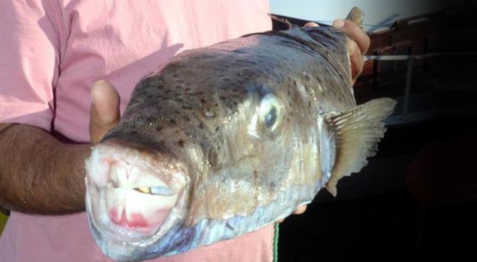 Muğla'da 5 kiloluk balon balığı Muğla'da 5 kiloluk balon balığı