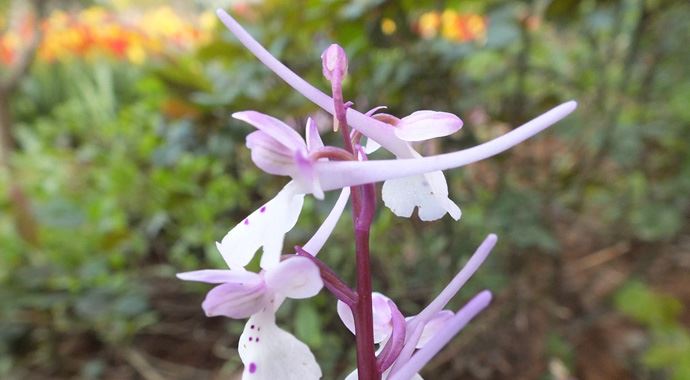 &#039;Yabani orkide&#039;nin ilk hasadı başladı