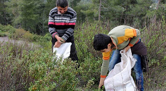 Suriyeliler geçinmek için kilometrelerce yürüyor