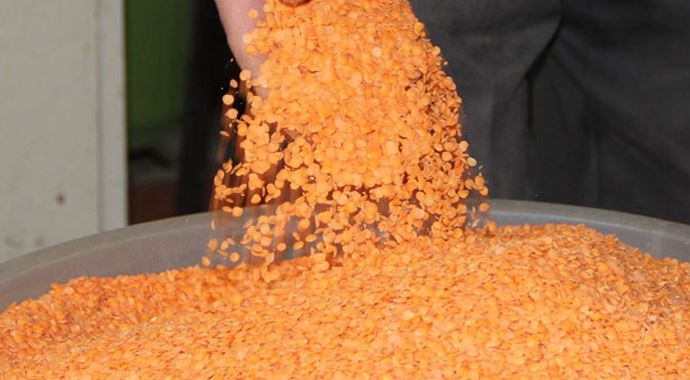 'Kırmızı mercimek yok olmak üzere' 'Kırmızı mercimek yok olmak üzere'
