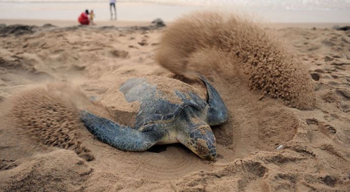 Caretta carettalar yuvaya döndü