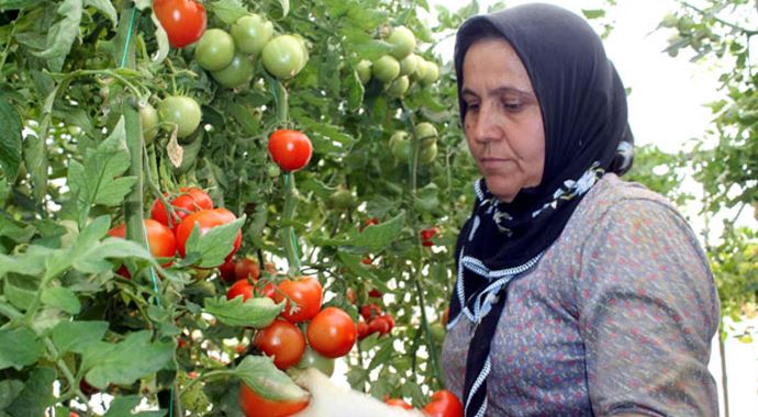 Ege tarımı ihracatı ile ayakta duruyor Ege tarımı ihracatı ile ayakta duruyor