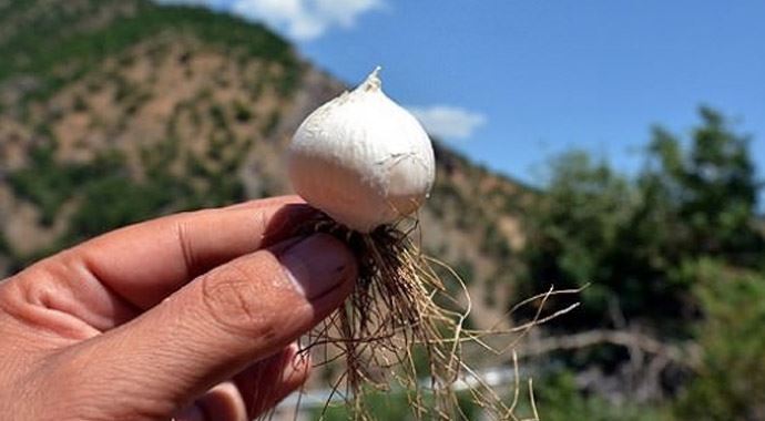 Bu sarımsağı koparana 38 bin TL ceza var! Bu sarımsağı koparana 38 bin TL ceza var!