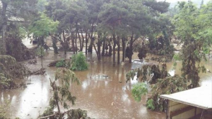 Sel sonrası vahşi hayvanlar serbest kaldı