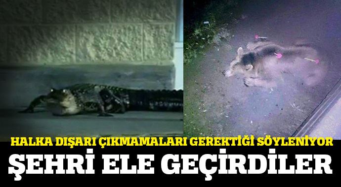 Gürcistan&#039;da sel felaketi! Hayvanlar şehri ele geçirdi