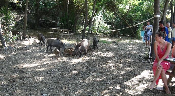 Yaban domuzlarından piknikçilere baskın!