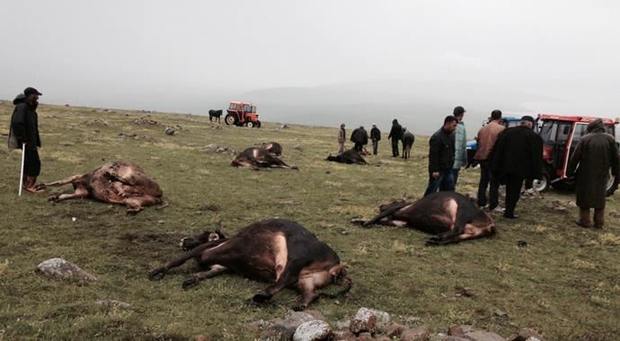 Köye yıldırım düştü, 9 büyükbaş telef oldu Köye yıldırım düştü, 9 büyükbaş telef oldu