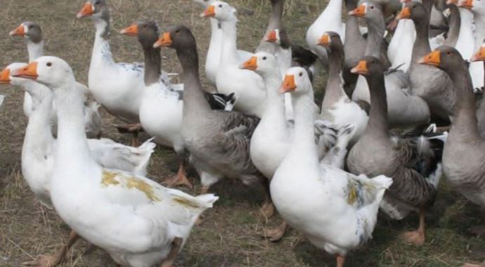 Hollanda&#039;nın &#039;kaz odası&#039; Avrupa&#039;yı karıştırdı