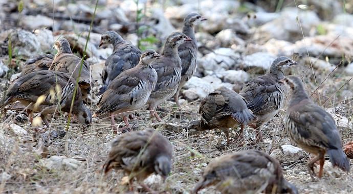 Kenelere karşı 2 bin kınalı keklik doğaya salındı
