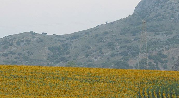 Çukurova sarıya büründü Çukurova sarıya büründü