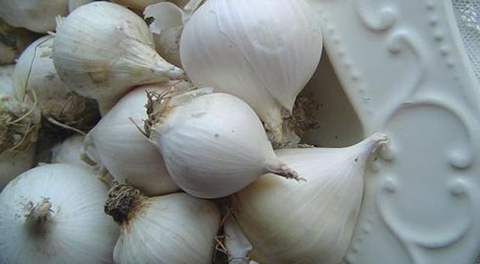 Sarımsak üreticileri sınır ticaretinden yana dertli Sarımsak üreticileri sınır ticaretinden yana dertli