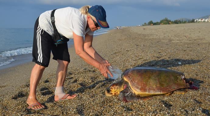 Karaya çıkan caretta caretta köpeklerin saldırısına uğradı