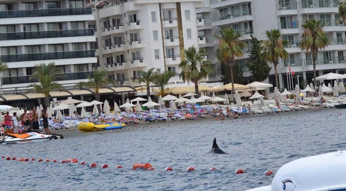 Marmaris'te köpekbalığı paniği! Marmaris'te köpekbalığı paniği!