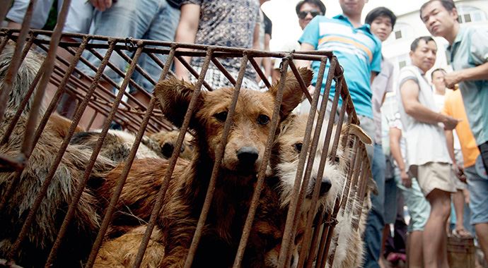 40 bin köpeği vahşice öldürdüler