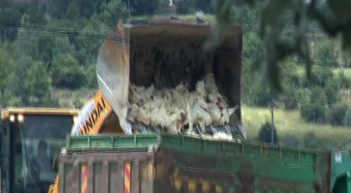 Kayseri&#039;de kuş gribi şüphesi!