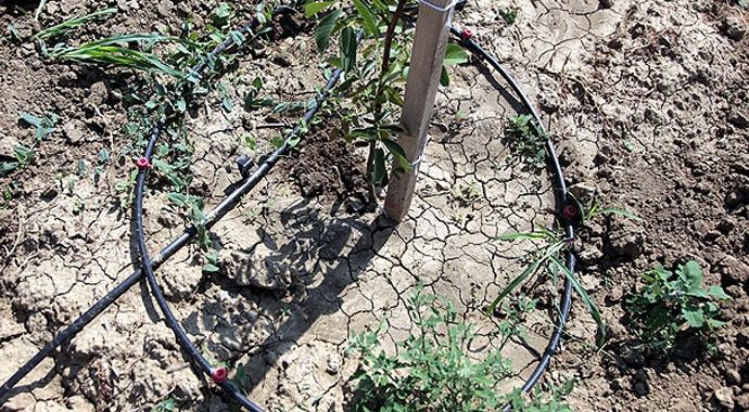 Ceviz ağaçlarında damla sulama sistemi
