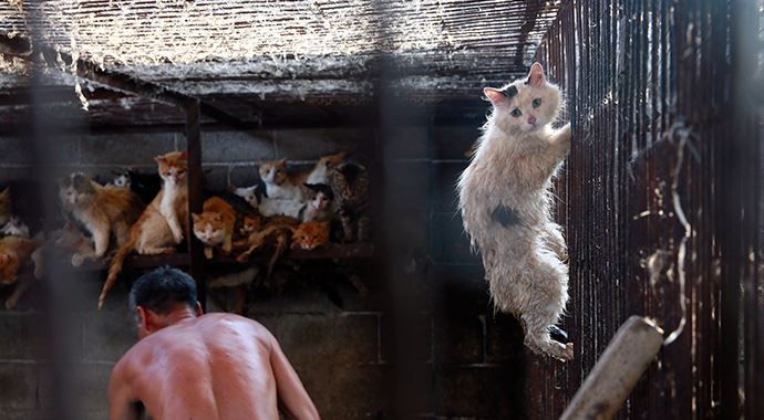 Yulin 2015'e tepkiler çığ gibi büyüyor Yulin 2015'e tepkiler çığ gibi büyüyor