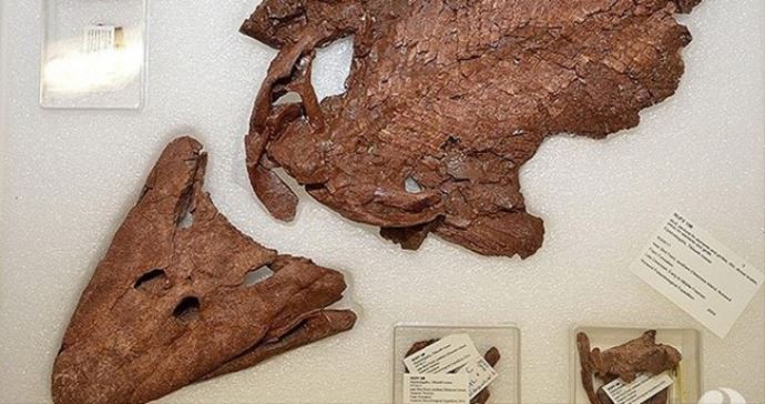 Kanada&#039;da 375 milyon yıllık balık fosili sergileniyor