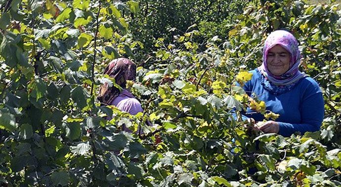 &#039;Fındıkta 10 bin mevsimlik işçiye ihtiyaç var&#039;