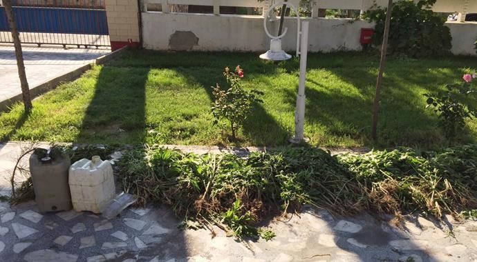 Manisa&#039;da jandarmadan Hint keneviri operasyonu