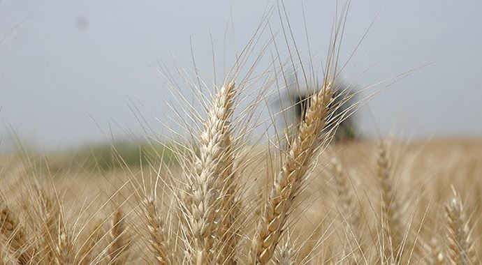 Buğdayda son 77 yılın en yüksek rekoltesi bekleniyor Buğdayda son 77 yılın en yüksek rekoltesi bekleniyor