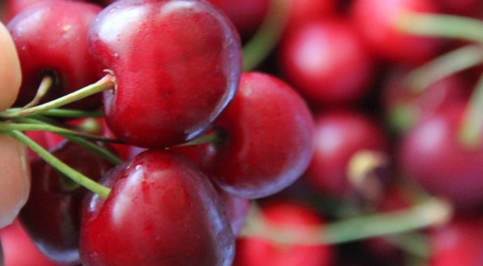 1 bardak çay fiyatına 1 kilo kiraz 1 bardak çay fiyatına 1 kilo kiraz