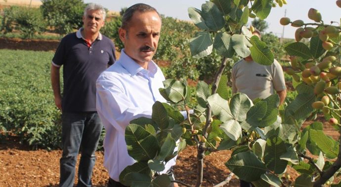 Fıstıkta son 10 yılın en yüksek rekoltesi bekleniyor! Fıstıkta son 10 yılın en yüksek rekoltesi bekleniyor!
