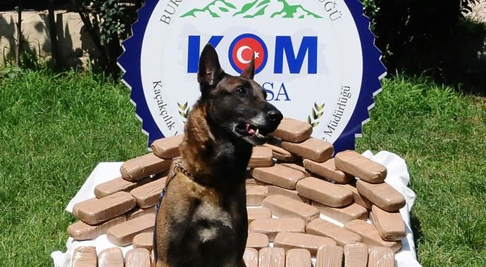 Narkotik köpeği 300 bin Euro&#039;luk eroin yakaladı!