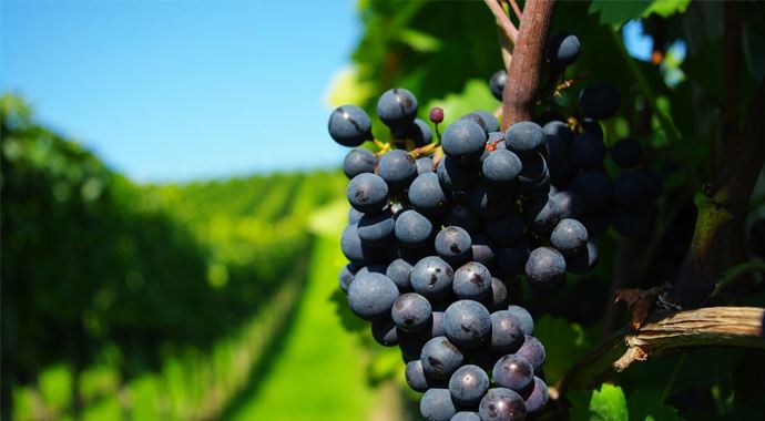 Kadınlar dikkat! Siyah üzüm tüketin