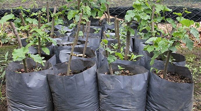 Fındık fidanı ihtiyacı laboratuvarda karşılanacak Fındık fidanı ihtiyacı laboratuvarda karşılanacak