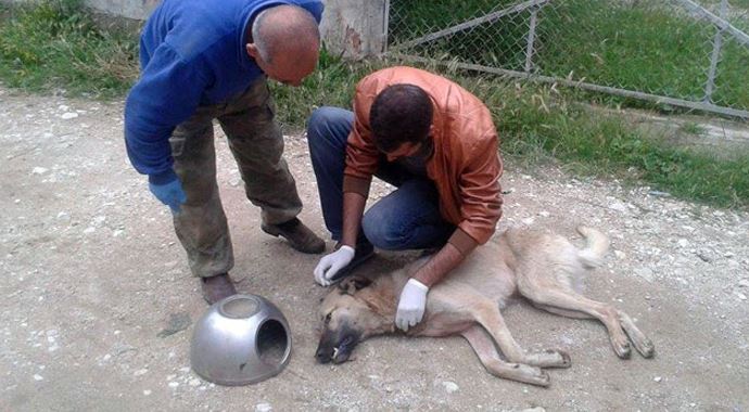Köpeğe işkence!