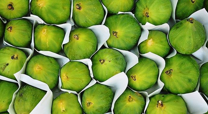 Yediveren incirinin hasadına başlandı