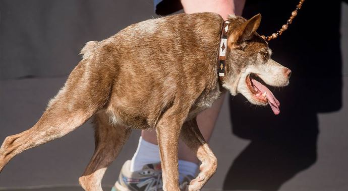 Dünyanın en çirkin köpeği seçildi Dünyanın en çirkin köpeği seçildi