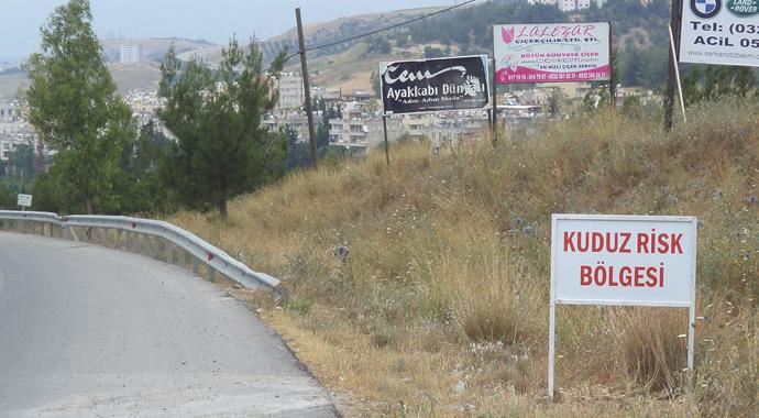 Hatay'da kuduz krizi!