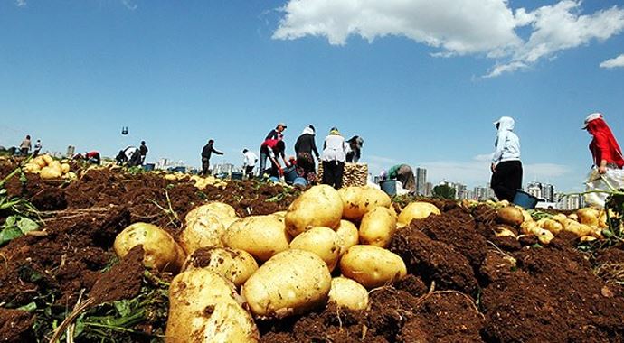 Patateste rekolte artışı bekleniyor Patateste rekolte artışı bekleniyor